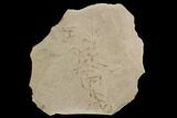 Fossil Crane Fly Larvae - Green River Formation #94514-1